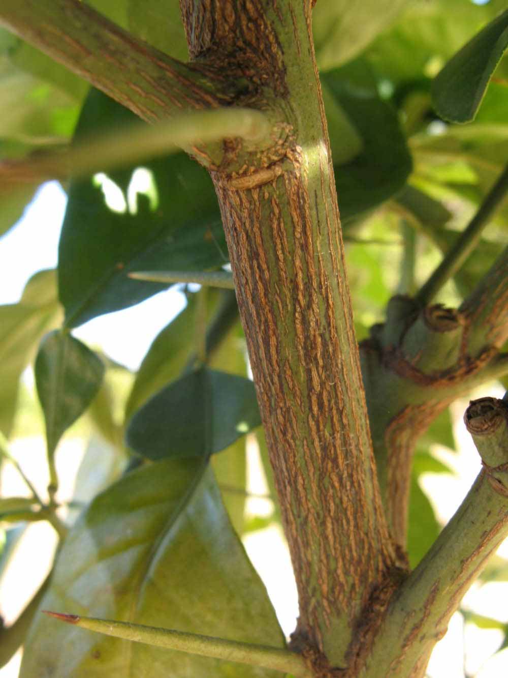              Second - third year twig (Winter Haven, FL)       